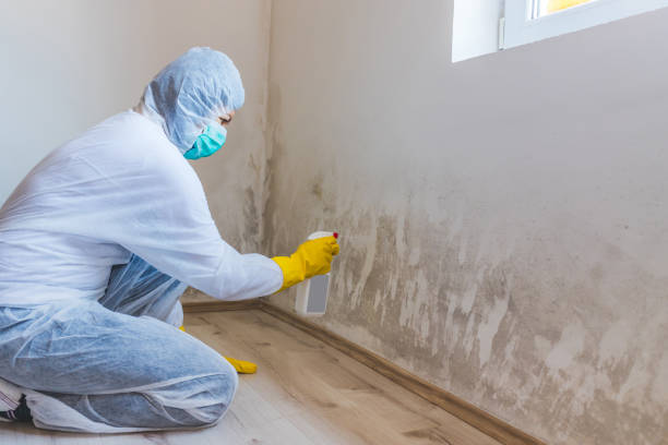 Licensed Black Mold Remediation service in Plainview, TX - Car Mold Remediation