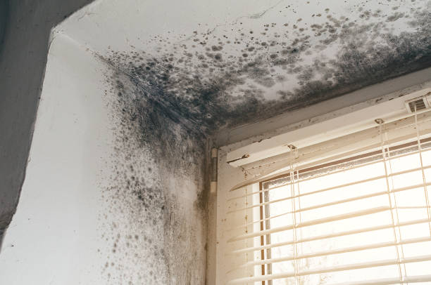 Affordable Black Mold Remediation solutions in Plainview, TX